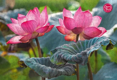 Immagine prodotto di Puzzle CHERRY PAZZI Fiori di loto rosa 500 pezzi
