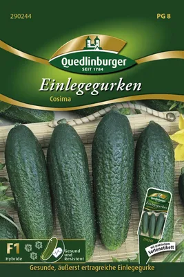 Produktbild von Einlegegurken Cosima | Einlegegurkensamen von Quedlinburger