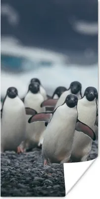 Produktbild von MuchoWow® Poster Adeliepinguine am Strand 75x150 cm - Dekoration für die Wände