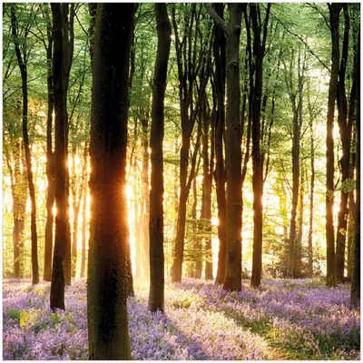 Produktbild von Wallario Premium Glasbild, freischwebende Optik, kräftige Farben, Größe 30 x 30 cm Motiv Blaue Hasenglöckchen im Wald mit Sonnenstrahlen