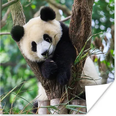 Produktbild von MuchoWow® Poster Panda - Welpe - Baum 50x50 cm - Wohnzimmerdekoration