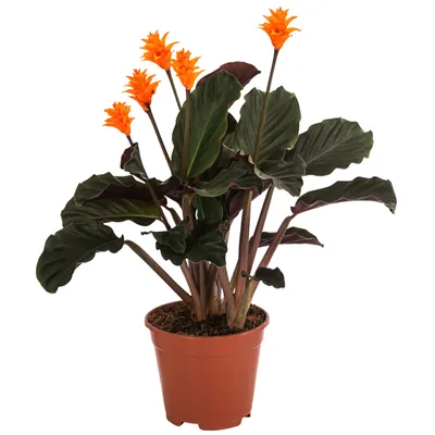 philodendron metallicum Philodendron Gloriosum (dark form) Baby