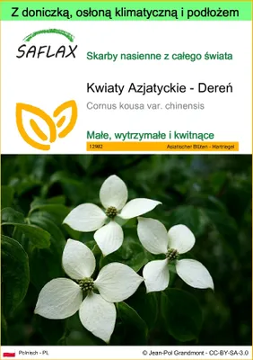 Zdjęcie produktu dla SAFLAX - Garden to go - Kwiaty Azjatyckie - Dereń - 30 Nasiona - Z doniczką, pokrywą klimatyczną i podłożem do uprawy - Cornus kousa var. chinensis