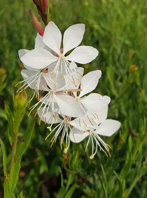 Image de Gaura lindheimeri 'Whirling Butterflies' / Gaura blanche