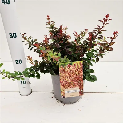 Obrázok produktu pre Berberis thunb. 'Atropurpurea Nana' – drienka | 25–30 cm v črepníku