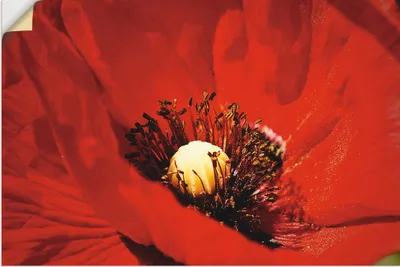 Produktbild von ARTland Wandbild, selbstklebend Roter Mohn Größe: 30x20 cm