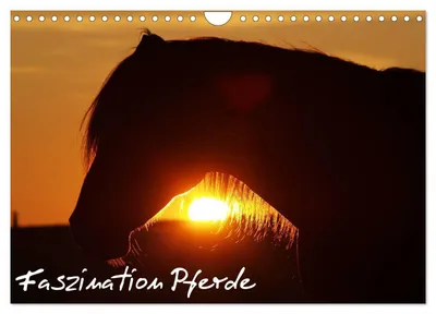 Produktbild von Faszination Pferde (Wandkalender 2027 DIN A4 quer), CALVENDO Monatskalender