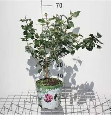 Zdjęcie produktu dla Viburnum burkw. 'Anne Russell' - Snowball 50- 60 cm - Pojemnik