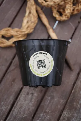 Image de Pot de culture6cm sans plastique Pot de culture compostable fabriqué à partir