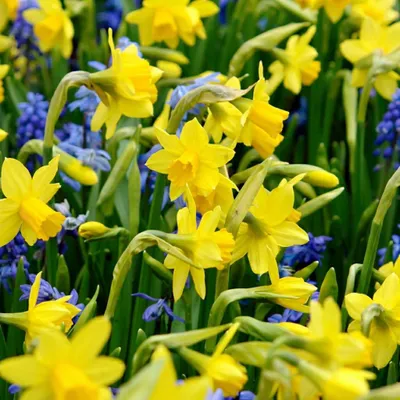 Image de Green boutiQ - Bloembollen - Narcis Tete-A-Tete - Kleur Geel - 50 stuks - Bolmaat 10/12