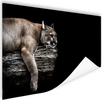 Produktbild von MuchoWow® Poster Landschaftspuma 120x90 cm - Wandbild