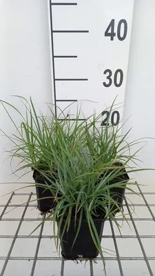 Image de 6 x Carex flacca ( glauca) - Laîche bleu-vert - Pot 9x9 cm