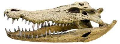 Krokodil-Schädel Aquarium Deko, Polyresin, 47,5 x 20,5 x 16 cm
