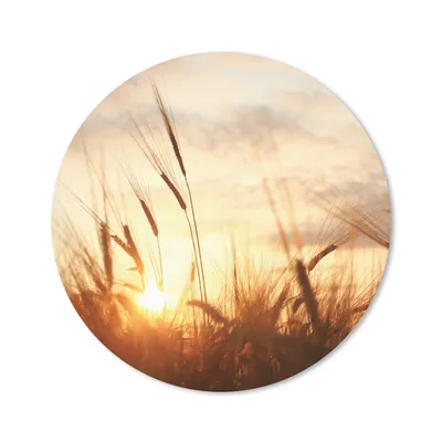 Produktbild von MuchoWow® Mauspad Mousepad Schilf - Gras - Sonnenuntergang - Natur - Horizont 20x20 cm - Mousepads - Maus Mat - Pad - Mausunterlage - Schreibtischmatte