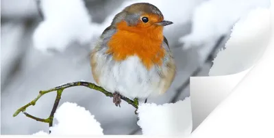 Produktbild von MuchoWow® Wandtattoo Wandsticker Wandaufkleber Rotkehlchen - Schnee - Winter 40x20 cm Selbstklebend und Repositionierbar - Aufkleber