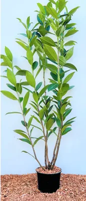 Produktbild von Prunus laurocerasus 'Caucasica', Kirschlorbeer, immergrün, 80–100 cm