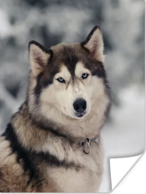Produktbild von MuchoWow® Poster Porträt eines Huskys 30x40 cm - Wandplakat - Poster Kinderzimmer