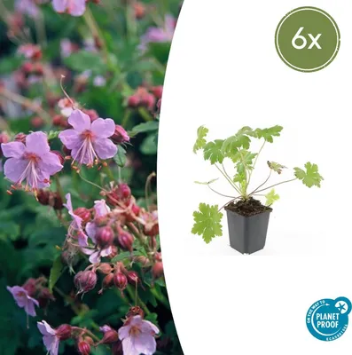 Produktbild von Bodendecker - Balkan-Storchschnabel - Geranium macrorrhizum 'Ingwersen's Variety' - 9cm Topf - Set mit 6 Pflanzen