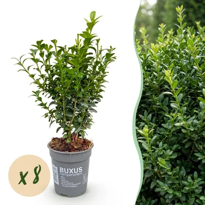 Produktbild von Heckenpflanzen - Buxus sempervirens - Blatt grün - 8 Pflanzen - 1 laufender Meter - immergrün - Topf 9cm Höhe 20-25cm - 25cm - Ø10cm - Gartenpflanze