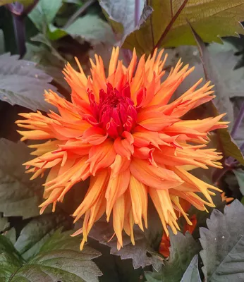 Produktbild von BALDUR Garten 1x Dahlie 'Iron in the Fire®', Knolle in Größe I, leuchtstarke Blüten, lang blühend & mehrjährig, auffälliges, bronzefarbenes Laub, Schnittblume, pflegeleicht