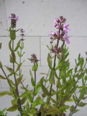 Produktbild von Sumpf-Ziest - Stachys palustris - Schweinerübe
