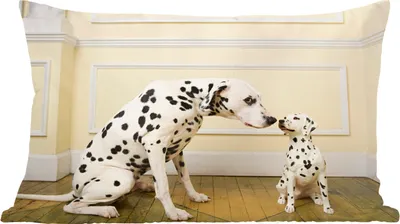 Produktbild von MuchoWow® Zierkissen Sofakissen Wohnzimmer Dekokissen 50x30 cm Hund - Welpe - Haus - Wohnzimmerdekoration - Polster mit Photo
