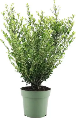 Obrázek produktu pro Cesmína vroubkovaná FloraSelf Ilex crenata 'Jenny' výška cca 50 cm květináč 21 cm samičí odrůda