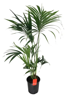 Immagine prodotto di Howea Forsteriana - 120-130cm - Ø24cm - Pianta d'appartamento - Sempreverde