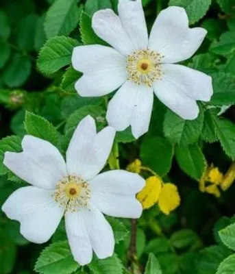 Image de Rosa sempervirens / Rosier toujours vert