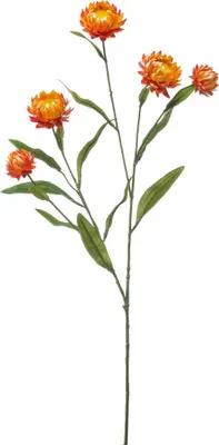 Produktbild von Xerochrysum Spray orange 70 cm Kunstpflanze Emerald