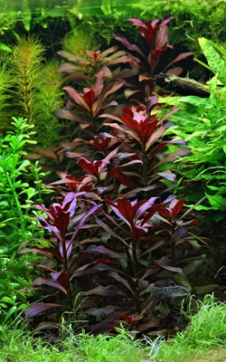 Produktbild von Ludwigia glandulosa im Topf roter Stern   Wasserpflanze Aquarium