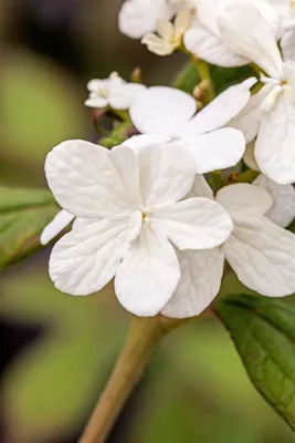 Produktbild von Viburnum plicatum 'Summer Snowflake', Japanischer Schneeball, 30–40 cm