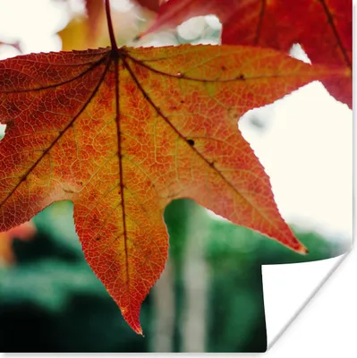 Produktbild von MuchoWow® Poster Herbst - Landleben - Blätter - Jahreszeiten - Landleben 75x75 cm - Wand Dekoration