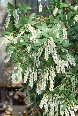 Produktbild von Pieris japonica 'Stöckmann', Japanische Lavendelheide, 25–30 cm