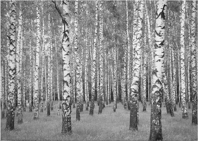 Produktbild von Leinwandbild Bäume Blätter 50 x 70 cm - Wandbild Weiß Schwarz - Keilrahmen Laubwald Wohnzimmerdeko Wanddeko Wandgemälde