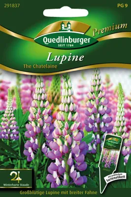 Produktbild von Quedlinburger Saatgut - Lupine The Chatelaine - Samen - 291837