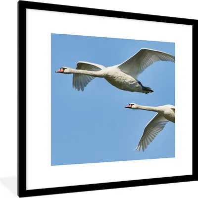 Produktbild von MuchoWow® Gerahmtes Poster Schwan - Vogel - Himmel - Blau 40x40 cm - Poster mit Schwarzem Bilderrahmen Wandposter Rahmen Foto Bilder - Poster - Plakat im Rahmen