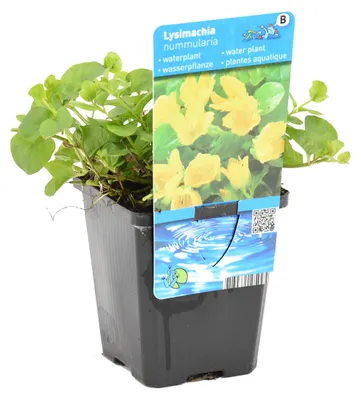 Zdjęcie produktu dla Bloomique - Lysimachia Nummularia - Pieniążek - Rośliny do oczek wodnych - Rośliny wodne - Odporne na zimę - Wysokość 10-20 cm - Doniczka 9 cm