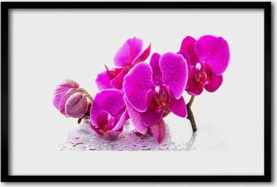 Produktbild von Bild 60x40 MDF-Rahmen Wandkunst Pansyblumen