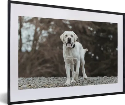 Produktbild von MuchoWow® MuchoWow® Gerahmtes Poster Ein weißer Labrador Retriever auf den Steinen 60x40 cm - Poster mit zchwarzem Bilderrahmen - Schlafzimmer - Plakat in Rahmen - Drucken