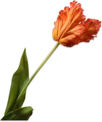 Produktbild von Kunstblume von Silk-ka – Seidenblumen-Tulpenstiel, orange-rot, 71 cm
