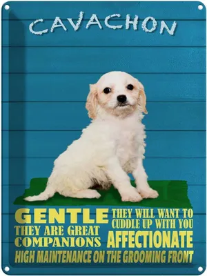 Produktbild von vianmo Blechschild 40x30 cm Cavachon Hund gentle affectionat