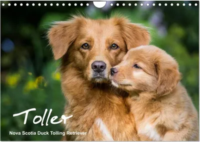 Obrázek produktu pro Toller - Nova Scotia Duck Tolling Retriever (Nástěnný kalendář 2026 DIN A4 na šířku), CALVENDO Monatskalender
