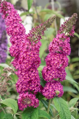 Produktbild von Buddleja 'Buzz Hot Raspberry', Schmetterlingsflieder, pink, 40–60 cm