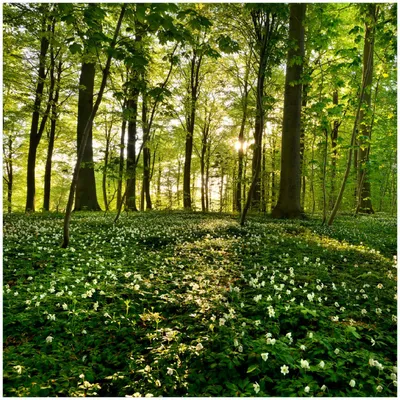 Produktbild von Wallario Memoboard Magnettafel aus Glas, Größe 50 x 50 cm, Motiv Waldanemonen und Sonnenstrahlen im Wald