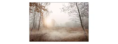 Produktbild von Muralo Fototapete Wald im Nebel 135 (B) x 90 (H) cm Vlies Tapete Wandtapeten Bäume Herbst Wohnzimmer Schlafzimmer moderne Wandbilder XXL Landschaft Panorama Wand Dekoration