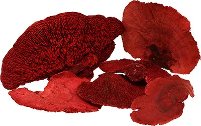 Produktbild von Baumschwamm Rot 1kg – Deko-Pilz, Schaufensterdekoration, Herbstdeko