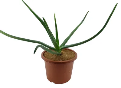 Obrázok produktu pre Kokosový mulčovací kotúč Ø 20 cm