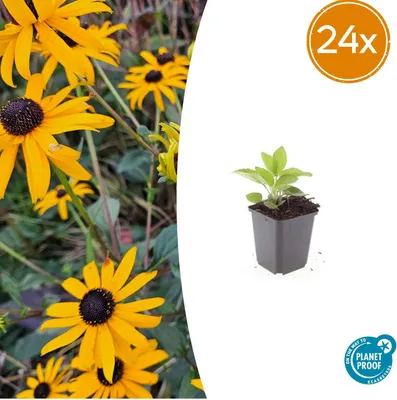 Zdjęcie produktu dla Rudbeckia fulgida 'Goldsturm' | 24 sztuki - 10-25cm - Ø9cm - Roślina ogrodowa
