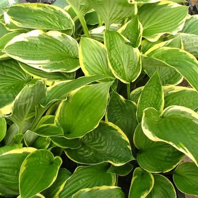 Produktbild von Hosta, Funkie 3-er Set, 3 Stauden mit gelbgrünen Blättern, 10-20 cm, je im 7 cm Topf
